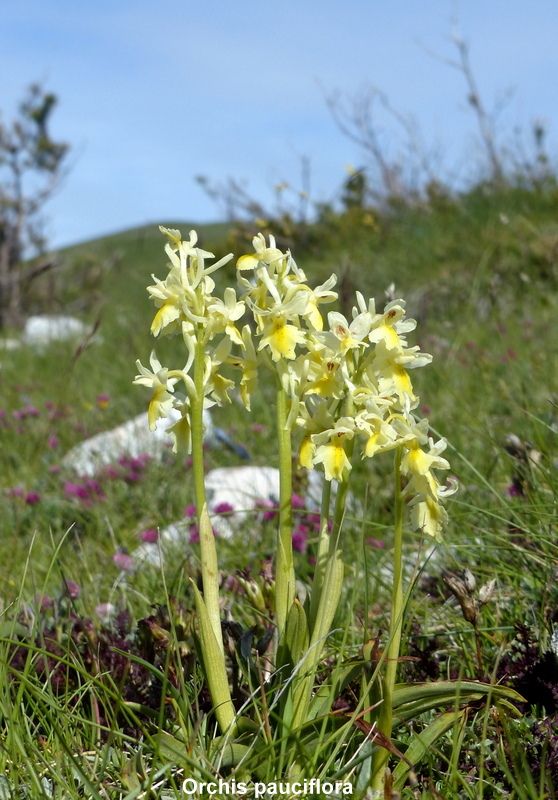 Orchidee a Campo Imperatore tra Medioevo e wilderness  primavera 2023